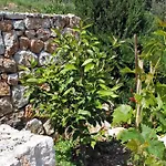 Appartement With Parking Space Cove Saplunara, Mljet - 4923 *