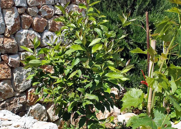 Apartment With Parking Space Cove Saplunara, Mljet - 4923 *